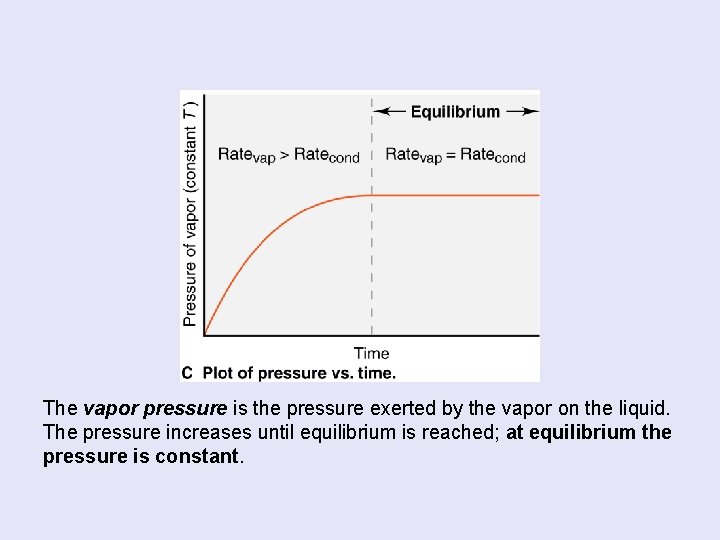 The vapor pressure is the pressure exerted by the vapor on the liquid. The