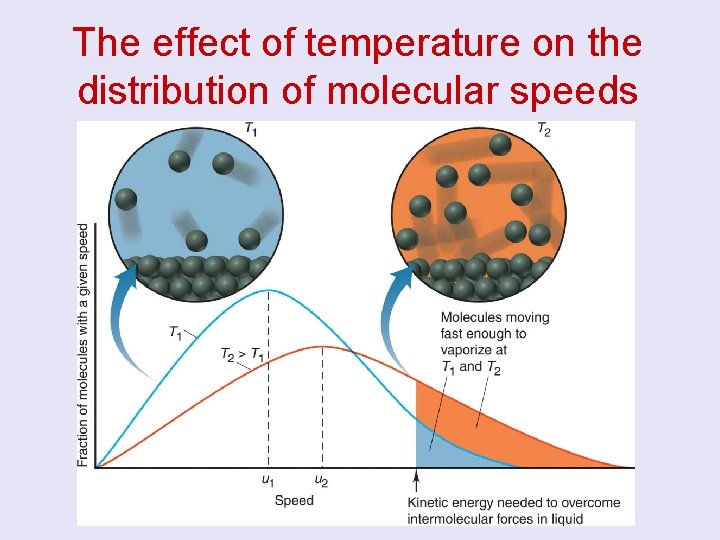 The effect of temperature on the distribution of molecular speeds 