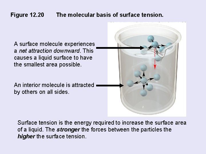 Figure 12. 20 The molecular basis of surface tension. A surface molecule experiences a