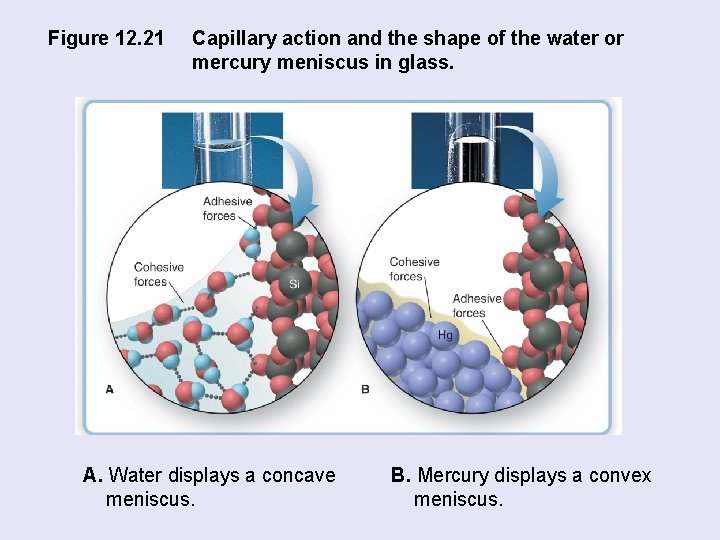 Figure 12. 21 Capillary action and the shape of the water or mercury meniscus