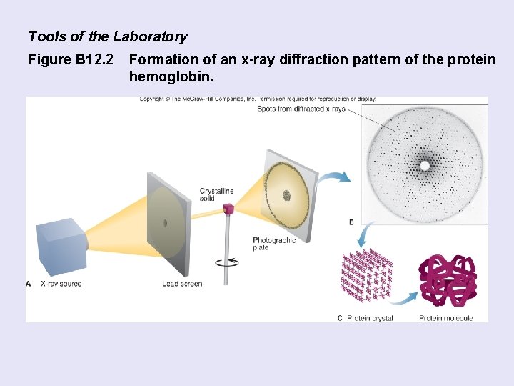 Tools of the Laboratory Figure B 12. 2 Formation of an x-ray diffraction pattern