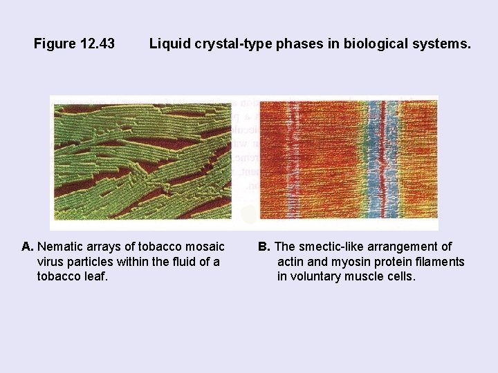 Figure 12. 43 Liquid crystal-type phases in biological systems. A. Nematic arrays of tobacco