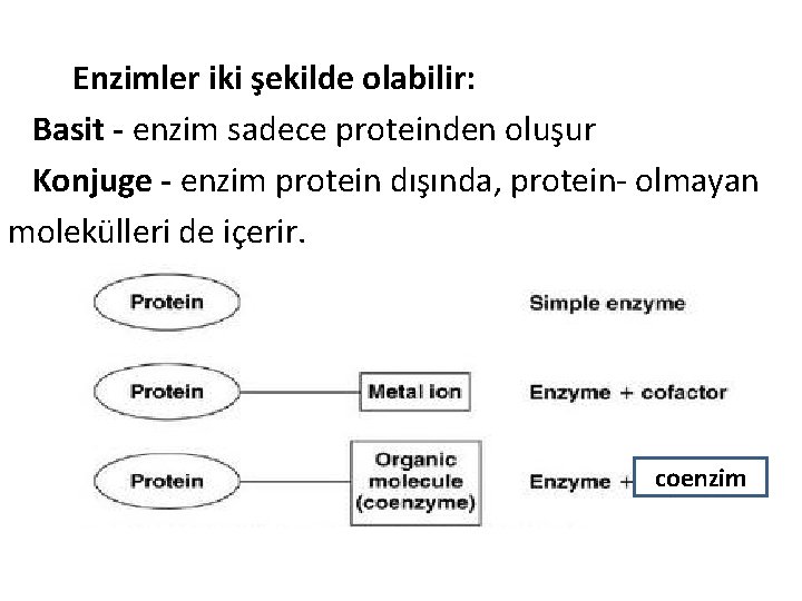 Enzimler iki şekilde olabilir: Basit - enzim sadece proteinden oluşur Konjuge - enzim protein