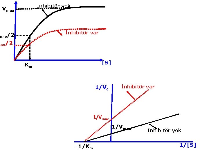 İnhibitör yok Vmax İnhibitör var max/2 [S] Km 1/Vo İnhibitör var 1/Vmax 1/Km İnhibitör