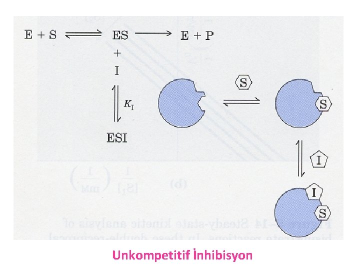 Unkompetitif İnhibisyon 