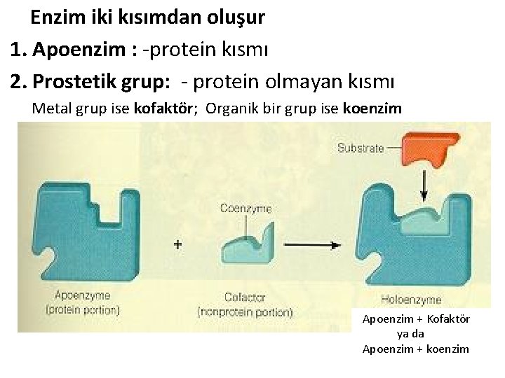 Enzim iki kısımdan oluşur 1. Apoenzim : -protein kısmı 2. Prostetik grup: - protein