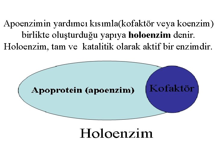 Apoenzimin yardımcı kısımla(kofaktör veya koenzim) birlikte oluşturduğu yapıya holoenzim denir. Holoenzim, tam ve katalitik