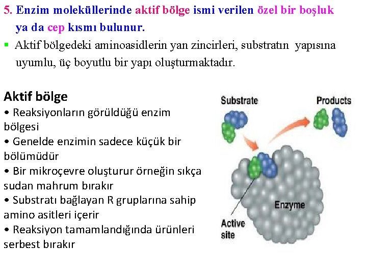 5. Enzim moleküllerinde aktif bölge ismi verilen özel bir boşluk ya da cep kısmı