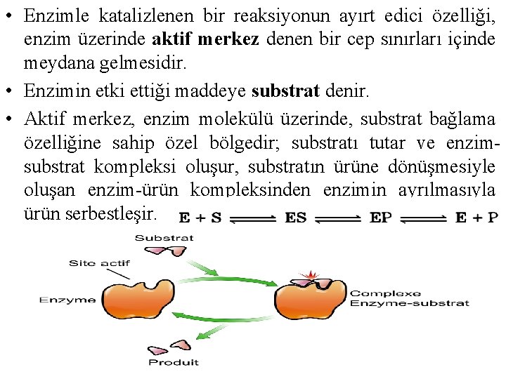  • Enzimle katalizlenen bir reaksiyonun ayırt edici özelliği, enzim üzerinde aktif merkez denen