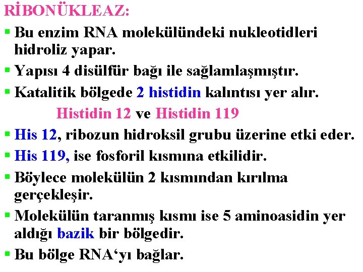 RİBONÜKLEAZ: § Bu enzim RNA molekülündeki nukleotidleri hidroliz yapar. § Yapısı 4 disülfür bağı