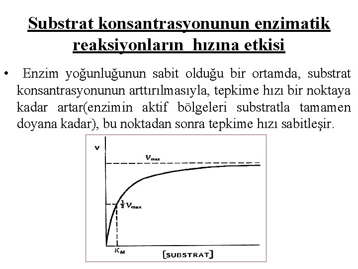 Substrat konsantrasyonunun enzimatik reaksiyonların hızına etkisi • Enzim yoğunluğunun sabit olduğu bir ortamda, substrat