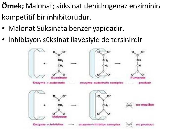 Örnek; Malonat; süksinat dehidrogenaz enziminin kompetitif bir inhibitörüdür. • Malonat Süksinata benzer yapıdadır. •