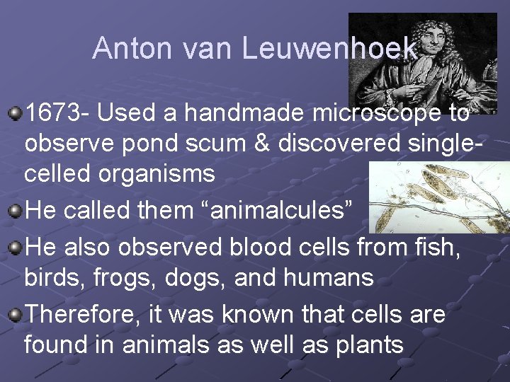 Anton van Leuwenhoek 1673 - Used a handmade microscope to observe pond scum &