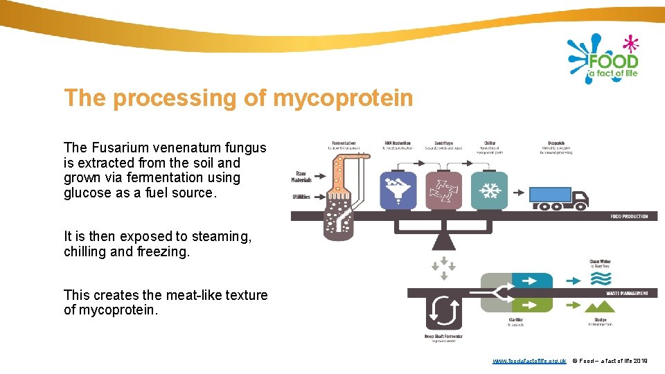 The processing of mycoprotein The Fusarium venenatum fungus is extracted from the soil and