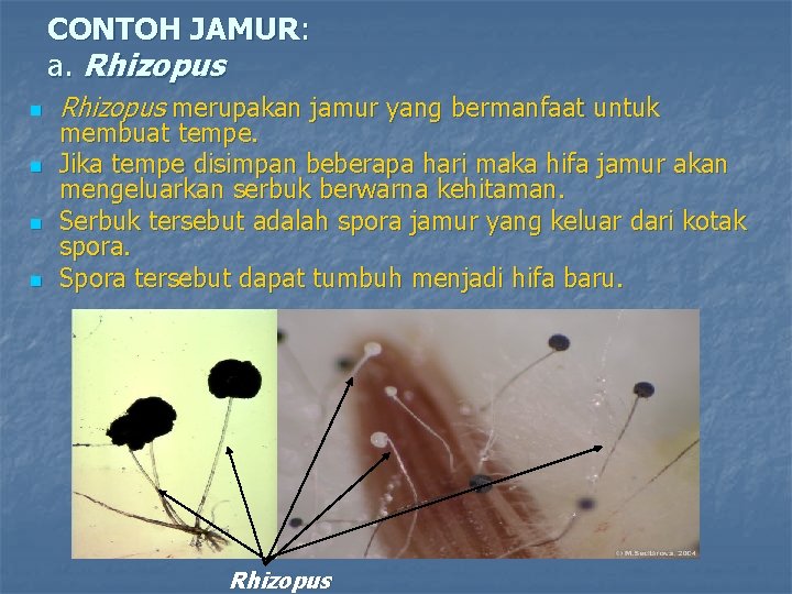 CONTOH JAMUR: a. Rhizopus n n Rhizopus merupakan jamur yang bermanfaat untuk membuat tempe.