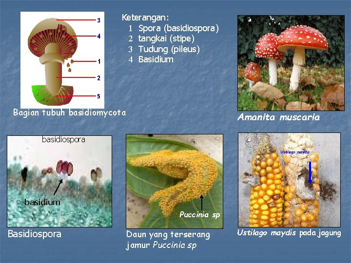 Keterangan: 1 Spora (basidiospora) 2 tangkai (stipe) 3 Tudung (pileus) 4 Basidium Bagian tubuh