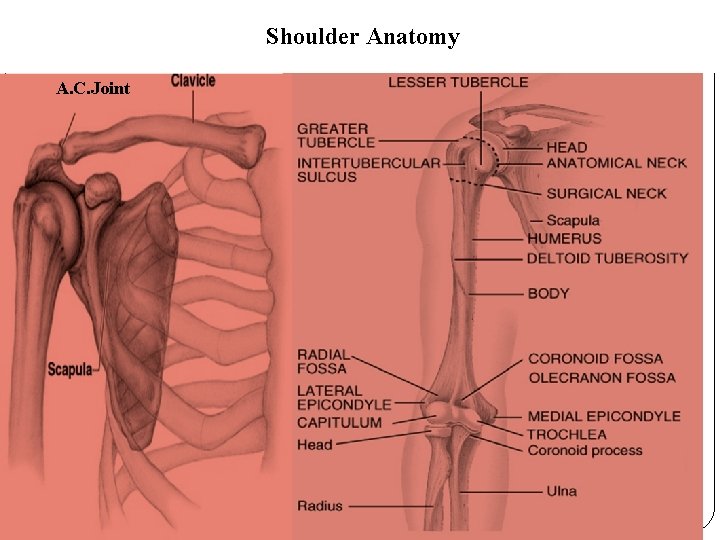 Shoulder Anatomy A. C. Joint 