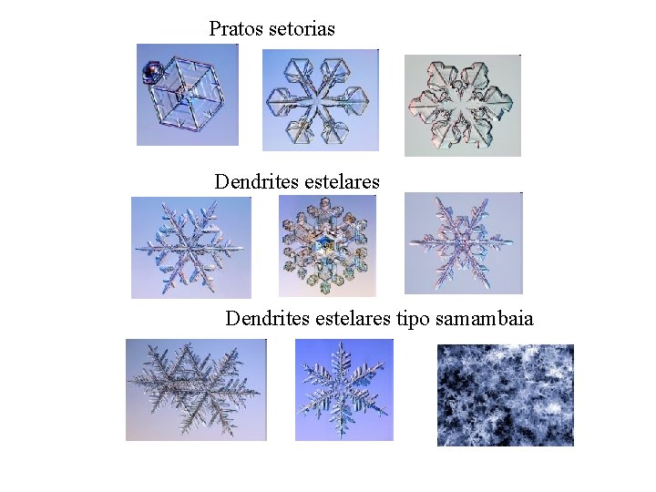 Pratos setorias Dendrites estelares tipo samambaia 