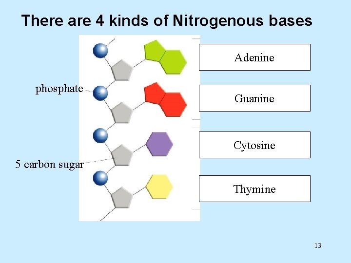 There are 4 kinds of Nitrogenous bases Adenine phosphate Guanine Cytosine 5 carbon sugar