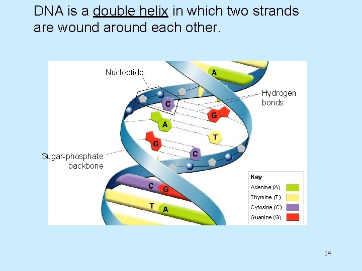 DNA is a double helix in which two strands are wound around each other.