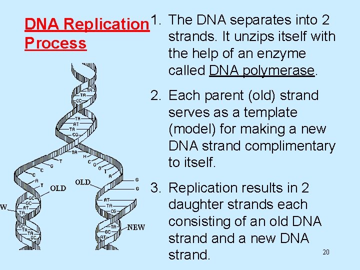 DNA Replication 1. The DNA separates into 2 strands. It unzips itself with Process