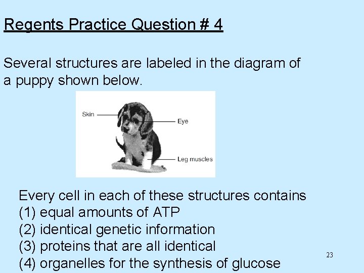 Regents Practice Question # 4 Several structures are labeled in the diagram of a