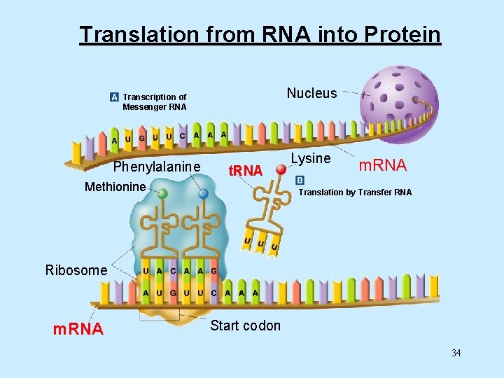 Translation from RNA into Protein Nucleus Transcription of Messenger RNA Phenylalanine t. RNA Methionine