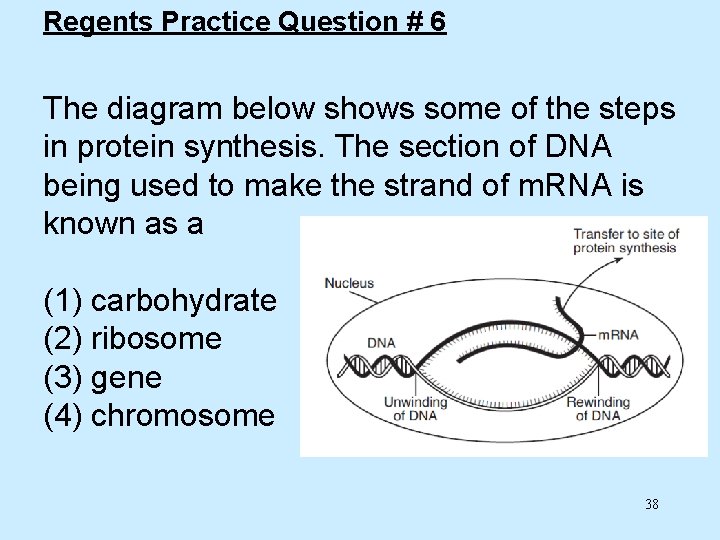 Regents Practice Question # 6 The diagram below shows some of the steps in