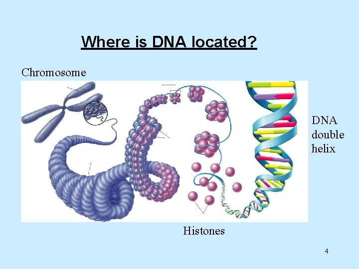Where is DNA located? Chromosome DNA double helix Histones 4 