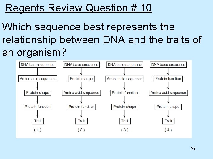 Regents Review Question # 10 Which sequence best represents the relationship between DNA and