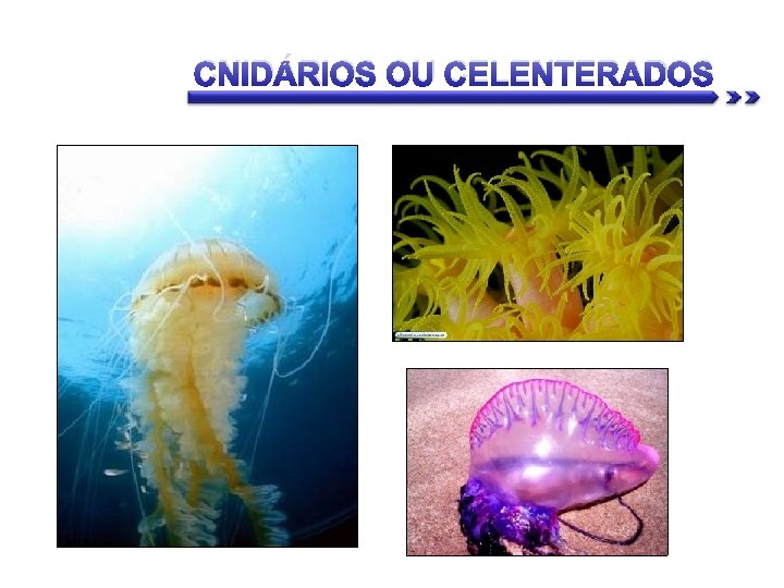 CNIDÁRIOS OU CELENTERADOS 