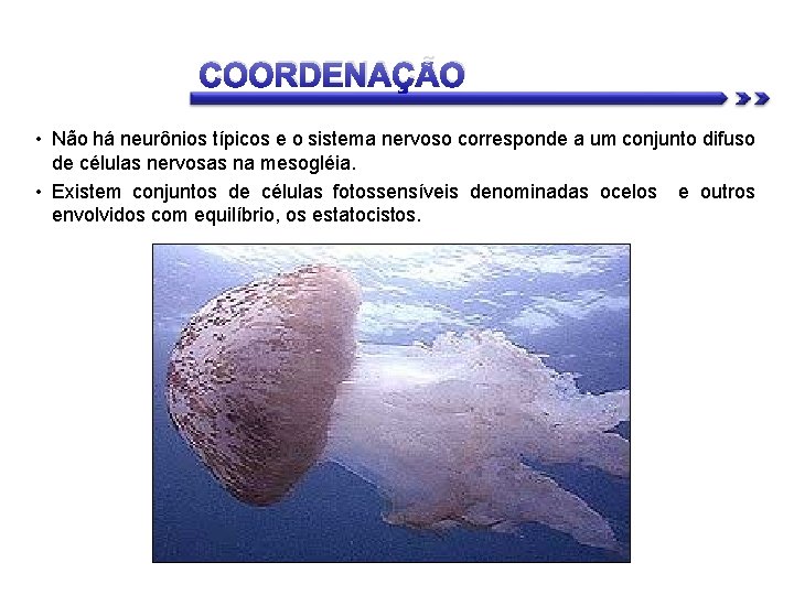 COORDENAÇÃO • Não há neurônios típicos e o sistema nervoso corresponde a um conjunto