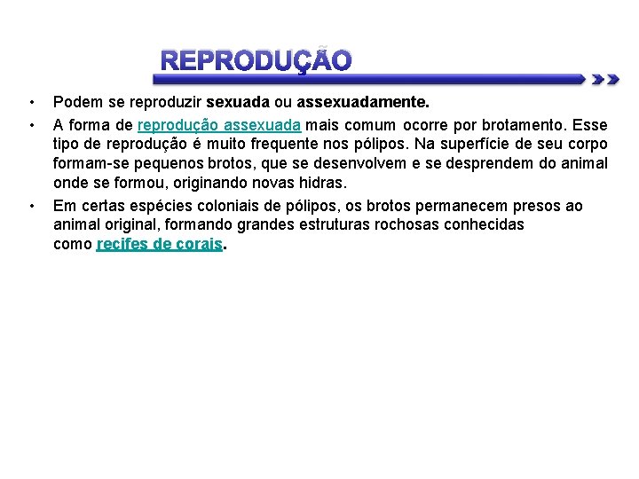 REPRODUÇÃO • • • Podem se reproduzir sexuada ou assexuadamente. A forma de reprodução