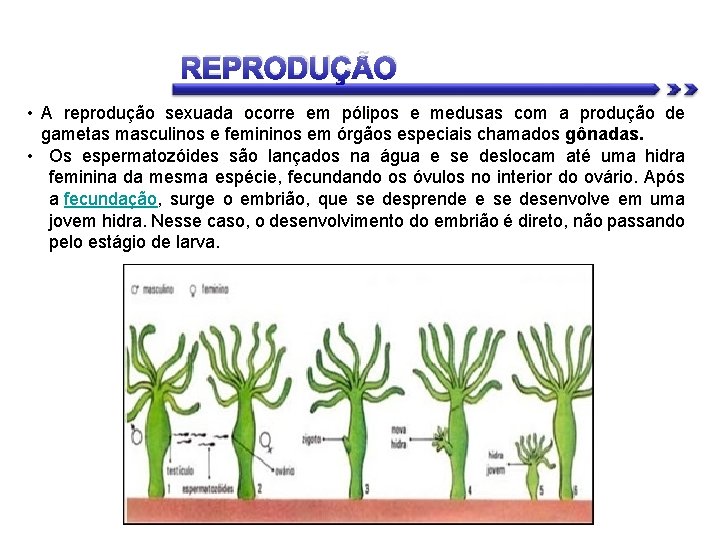 REPRODUÇÃO • A reprodução sexuada ocorre em pólipos e medusas com a produção de