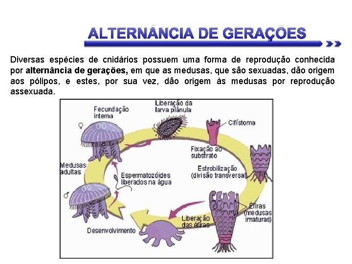 ALTERN NCIA DE GERAÇÕES Diversas espécies de cnidários possuem uma forma de reprodução conhecida