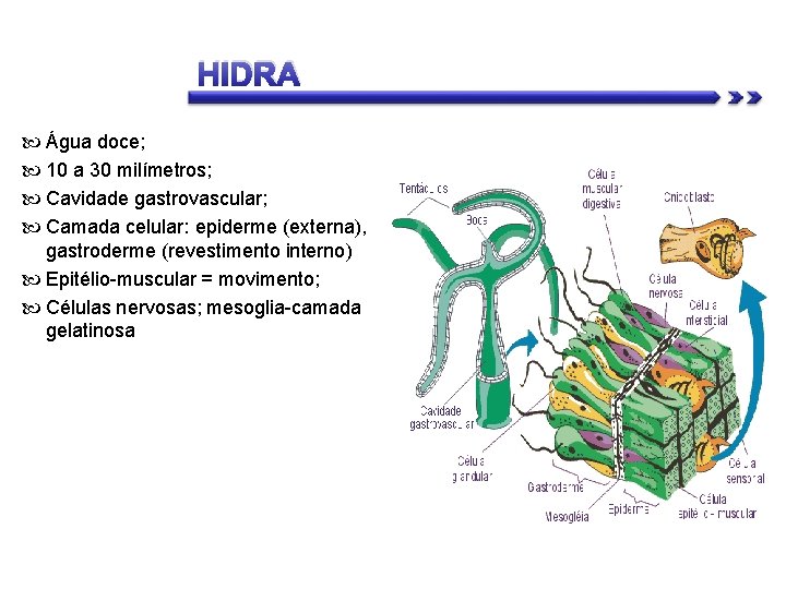 HIDRA Água doce; 10 a 30 milímetros; Cavidade gastrovascular; Camada celular: epiderme (externa), gastroderme