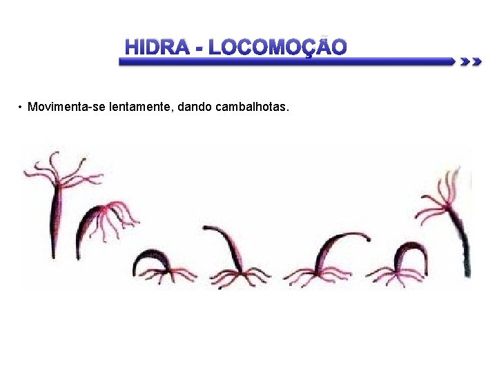 HIDRA - LOCOMOÇÃO • Movimenta-se lentamente, dando cambalhotas. 