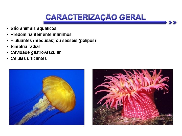 CARACTERIZAÇÃO GERAL • • • São animais aquáticos Predominantemente marinhos Flutuantes (medusas) ou sésseis