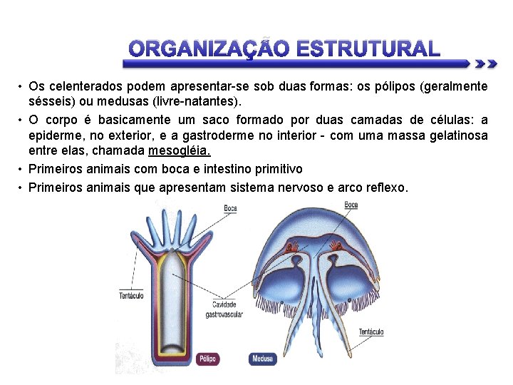 ORGANIZAÇÃO ESTRUTURAL • Os celenterados podem apresentar-se sob duas formas: os pólipos (geralmente sésseis)