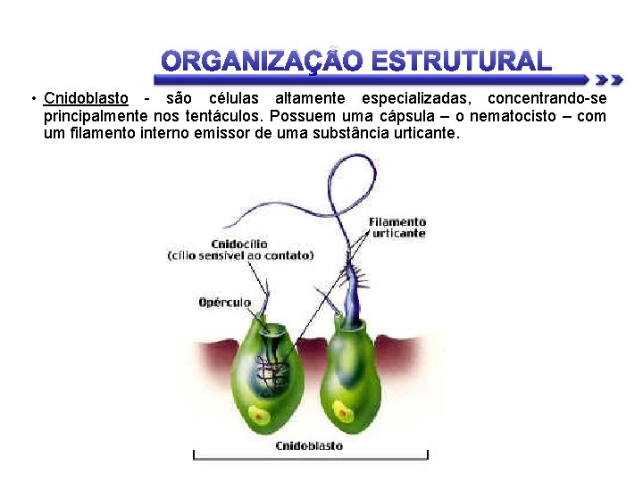 ORGANIZAÇÃO ESTRUTURAL • Cnidoblasto - são células altamente especializadas, concentrando-se principalmente nos tentáculos. Possuem