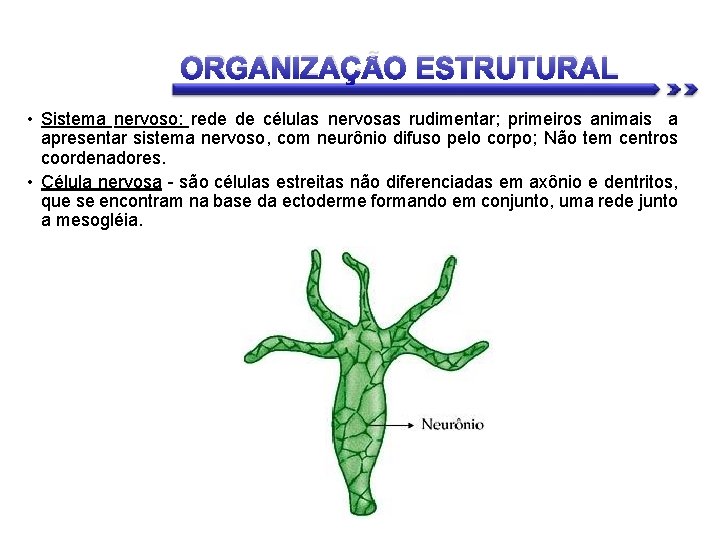 ORGANIZAÇÃO ESTRUTURAL • Sistema nervoso: rede de células nervosas rudimentar; primeiros animais a apresentar