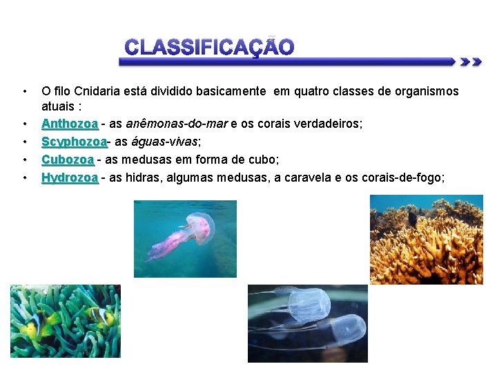 CLASSIFICAÇÃO • • • O filo Cnidaria está dividido basicamente em quatro classes de