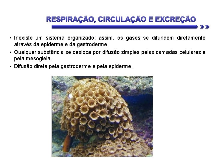 RESPIRAÇÃO, CIRCULAÇÃO E EXCREÇÃO • Inexiste um sistema organizado; assim, os gases se difundem