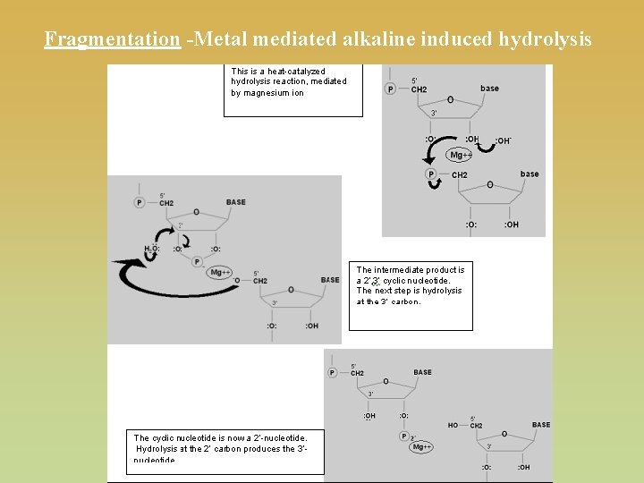 Fragmentation -Metal mediated alkaline induced hydrolysis 