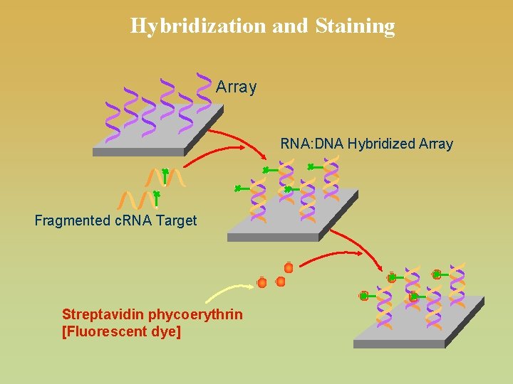 Hybridization and Staining Array RNA: DNA Hybridized Array Fragmented c. RNA Target Streptavidin phycoerythrin