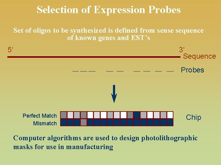 Selection of Expression Probes Set of oligos to be synthesized is defined from sense