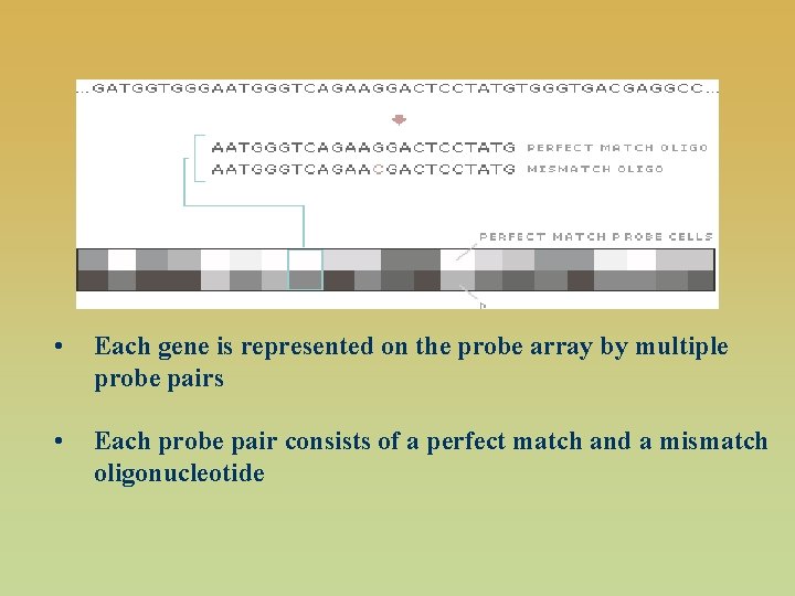  • Each gene is represented on the probe array by multiple probe pairs