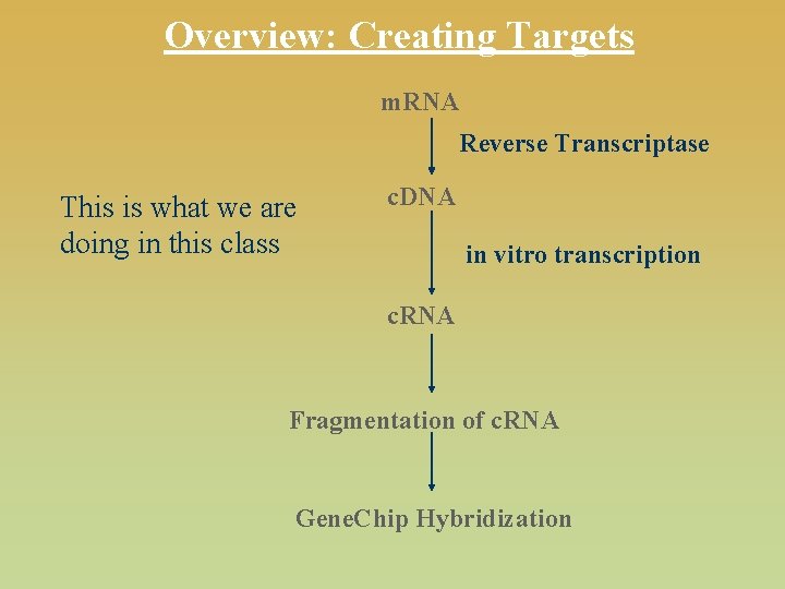 Overview: Creating Targets m. RNA Reverse Transcriptase This is what we are doing in