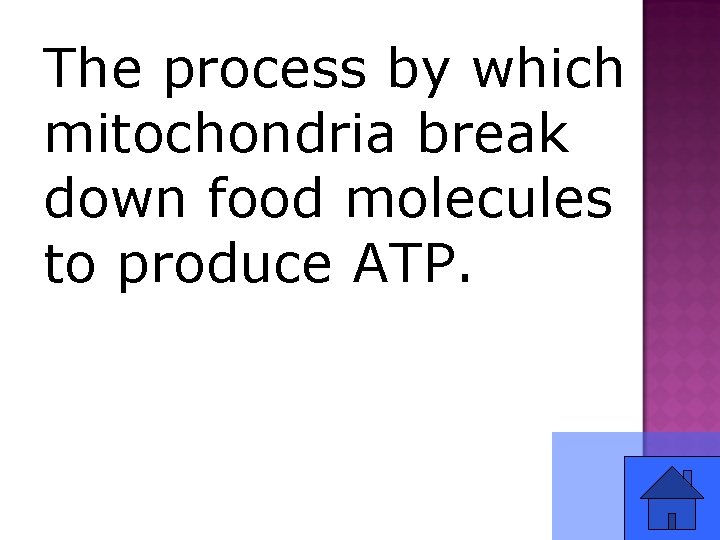 The process by which mitochondria break down food molecules to produce ATP. 