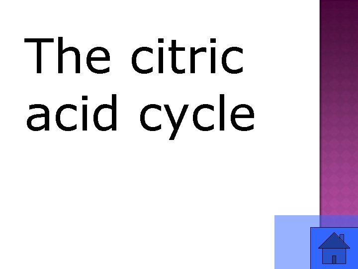 The citric acid cycle 